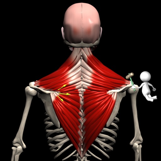Anatomy